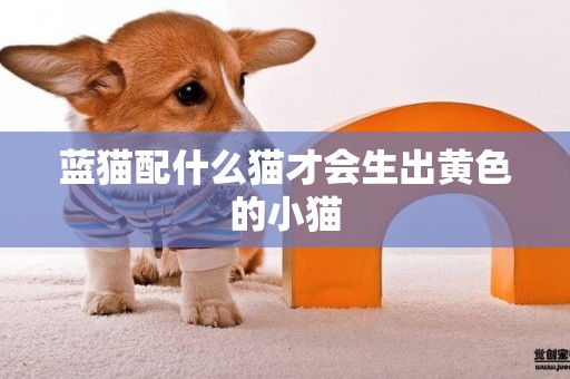 藍貓配什么貓才會生出黃色的小貓