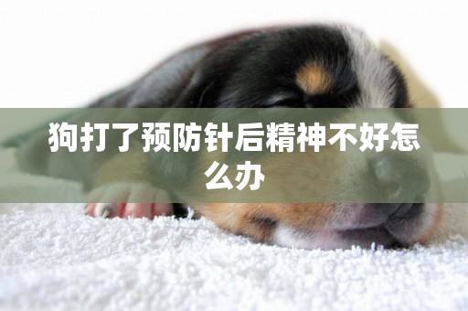 狗打了預防針后精神不好怎么辦