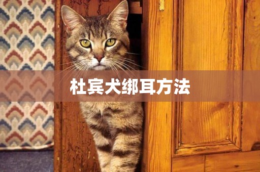 杜賓犬綁耳方法