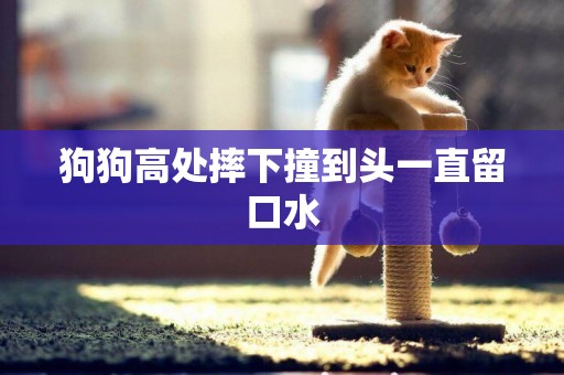 狗狗高處摔下撞到頭一直留口水