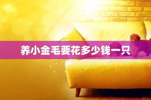 養小金毛要花多少錢一只