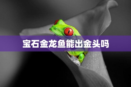 寶石金龍魚能出金頭嗎