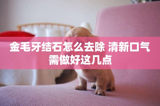 金毛牙結石怎么去除 清新口氣需做好這幾點