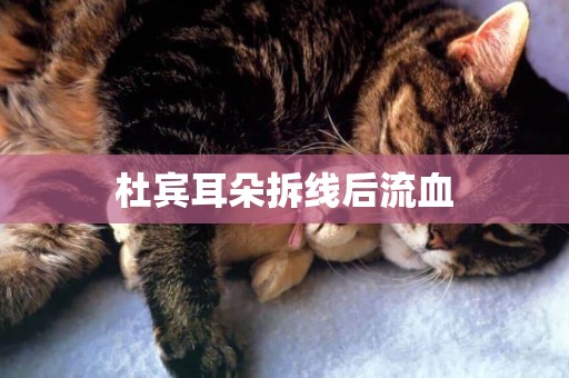 杜賓耳朵拆線后流血