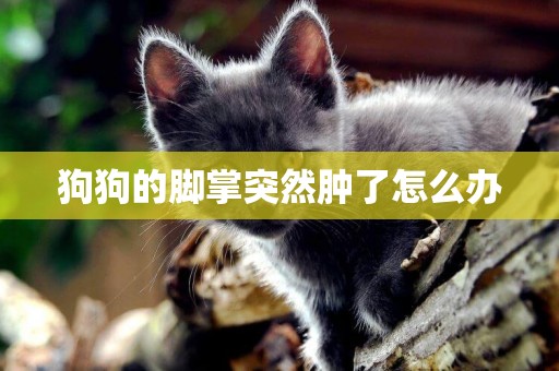 狗狗的腳掌突然腫了怎么辦