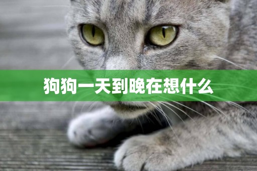 狗狗一天到晚在想什么