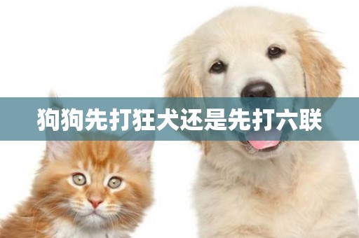 狗狗先打狂犬還是先打六聯