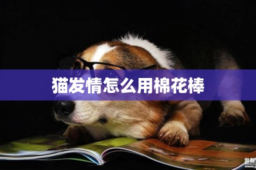 貓發情怎么用棉花棒