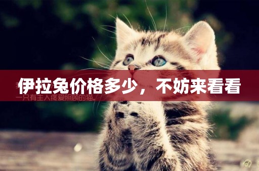 伊拉兔價格多少，不妨來看看