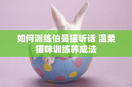 如何訓練伯曼貓聽話 溫柔貓咪訓練養成法