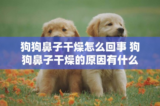 狗狗鼻子干燥怎么回事 狗狗鼻子干燥的原因有什么 狗狗鼻子干燥怎么回事 狗狗鼻子干燥的原因有什么