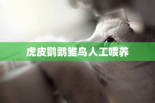 虎皮鸚鵡雛鳥人工喂養