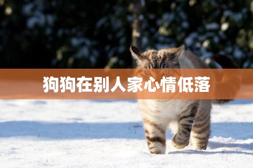 狗狗在別人家心情低落