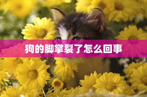 狗的腳掌裂了怎么回事