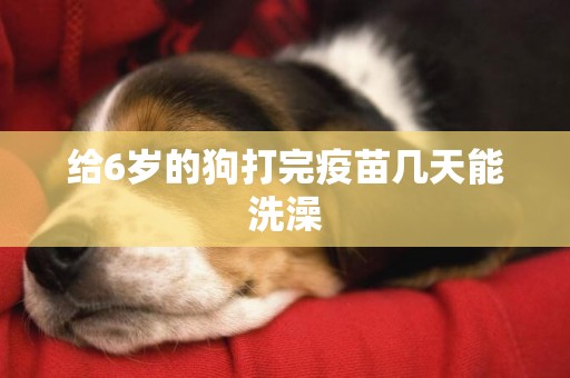 給6歲的狗打完疫苗幾天能洗澡