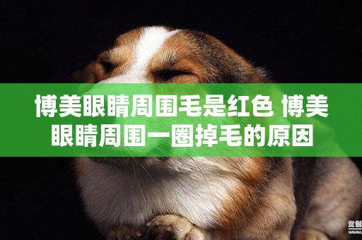 博美眼睛周圍毛是紅色 博美眼睛周圍一圈掉毛的原因