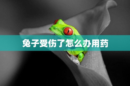 兔子受傷了怎么辦用藥