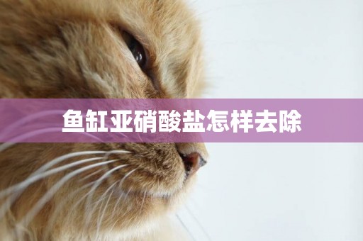 魚缸亞硝酸鹽怎樣去除