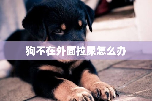 狗不在外面拉尿怎么辦