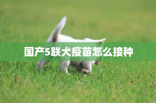 國產5聯犬疫苗怎么接種