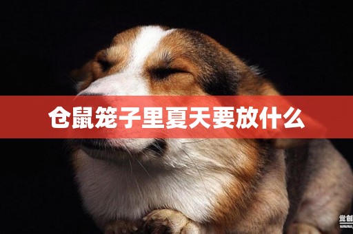 倉鼠籠子里夏天要放什么