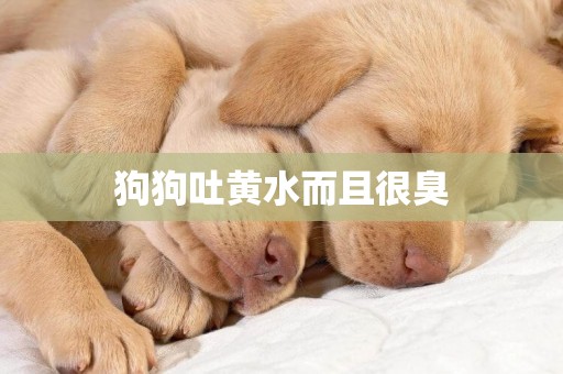 狗狗吐黃水而且很臭