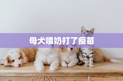 母犬喂奶打了疫苗
