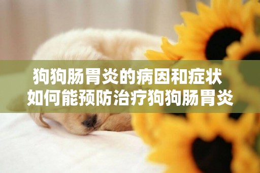 狗狗腸胃炎的病因和癥狀 如何能預防治療狗狗腸胃炎