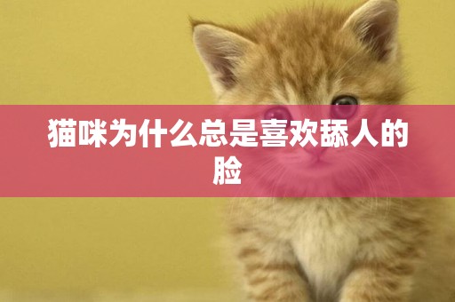 貓咪為什么總是喜歡舔人的臉