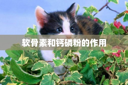 軟骨素和鈣磷粉的作用