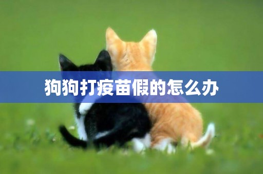 狗狗打疫苗假的怎么辦