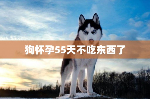 狗懷孕55天不吃東西了