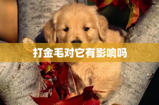 打金毛對它有影響嗎