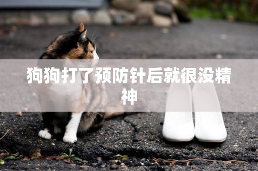 狗狗打了預防針后就很沒精神