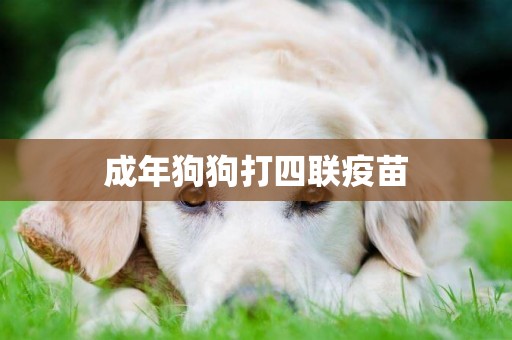 成年狗狗打四聯疫苗