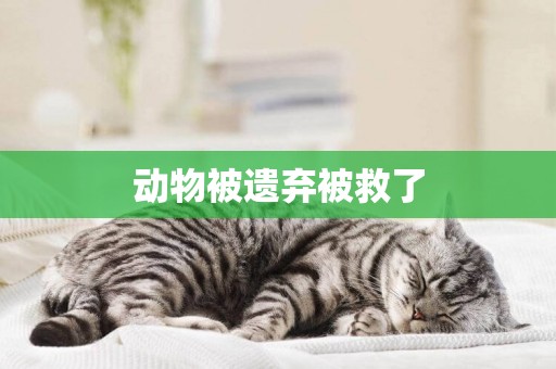 動物被遺棄被救了