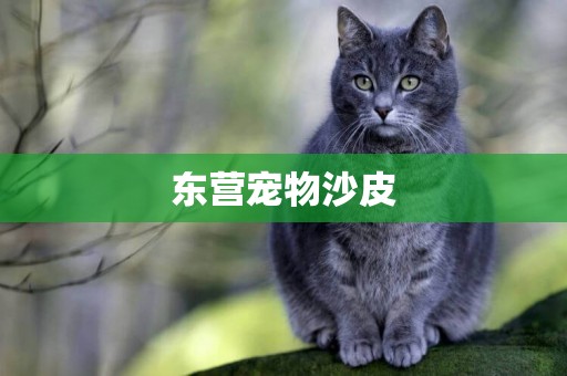 東營寵物沙皮