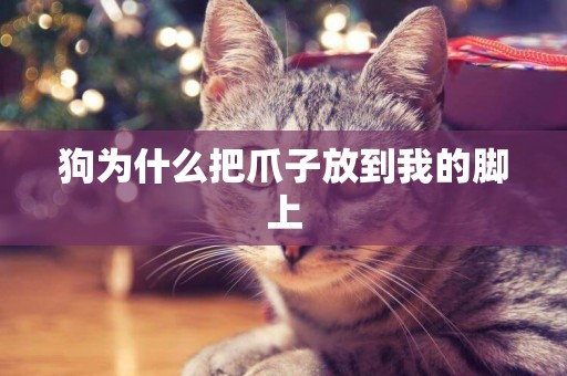 狗為什么把爪子放到我的腳上