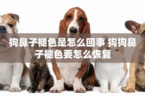 狗鼻子褪色是怎么回事 狗狗鼻子褪色要怎么恢復