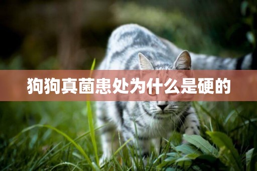 狗狗真菌患處為什么是硬的
