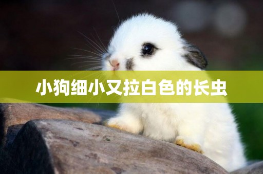 小狗細小又拉白色的長蟲