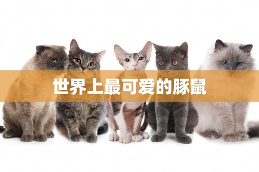 世界上最可愛的豚鼠