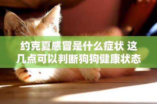 約克夏感冒是什么癥狀 這幾點可以判斷狗狗健康狀態
