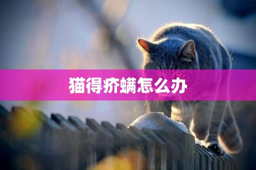 貓得疥螨怎么辦