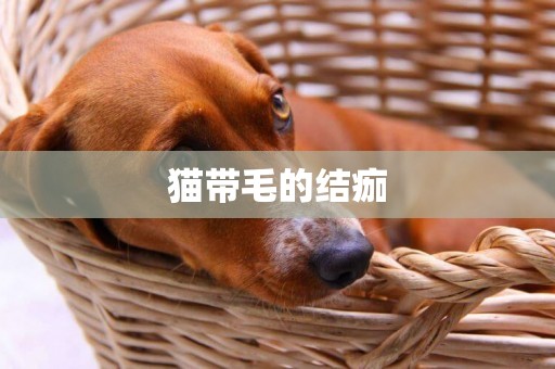 貓帶毛的結痂