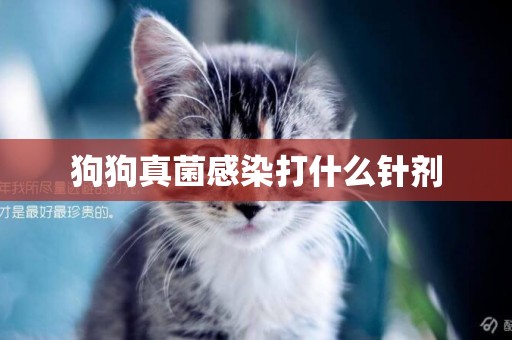狗狗真菌感染打什么針劑