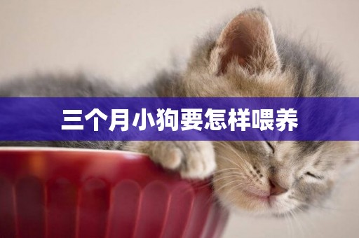 三個月小狗要怎樣喂養