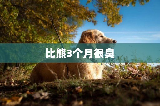 比熊3個月很臭