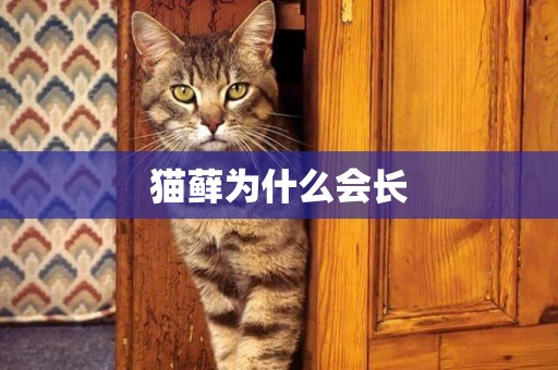 貓蘚為什么會長