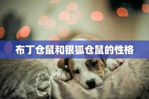 布丁倉鼠和銀狐倉鼠的性格